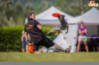 From 2017 I LOVE DISC DOG competition